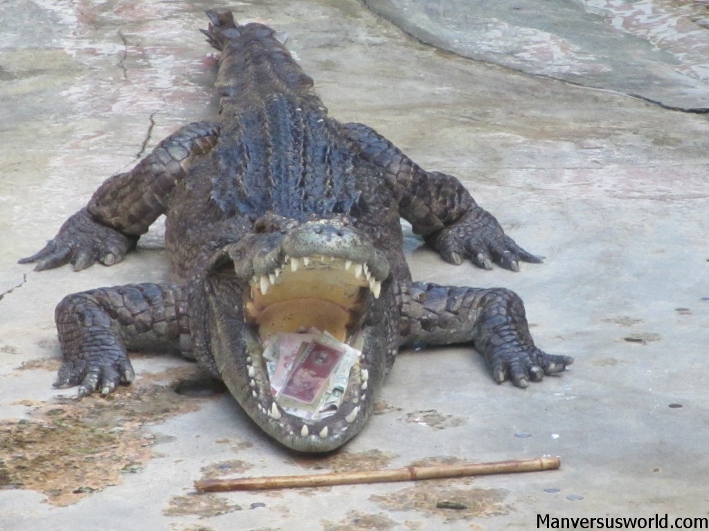A crocodile at Samutprakarn, Bangkok, holds money in its jaws