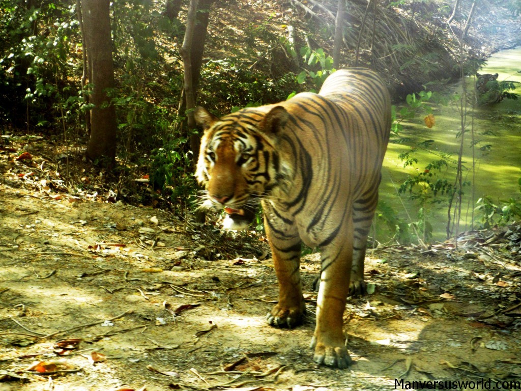 We were menaced by this angry tiger at Kanchaburi Safari Park Open Zoo