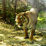 We were menaced by this angry tiger at Kanchaburi Safari Park Open Zoo