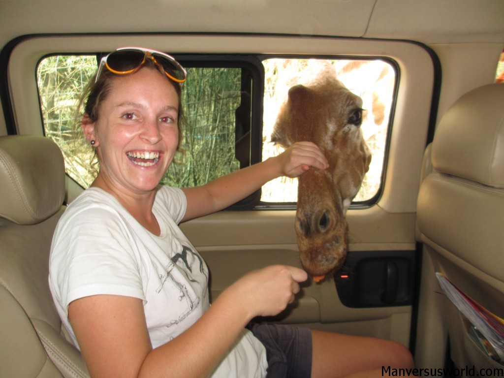 Feeding a giraffe at Kanchaburi Safari Park Open Zoo