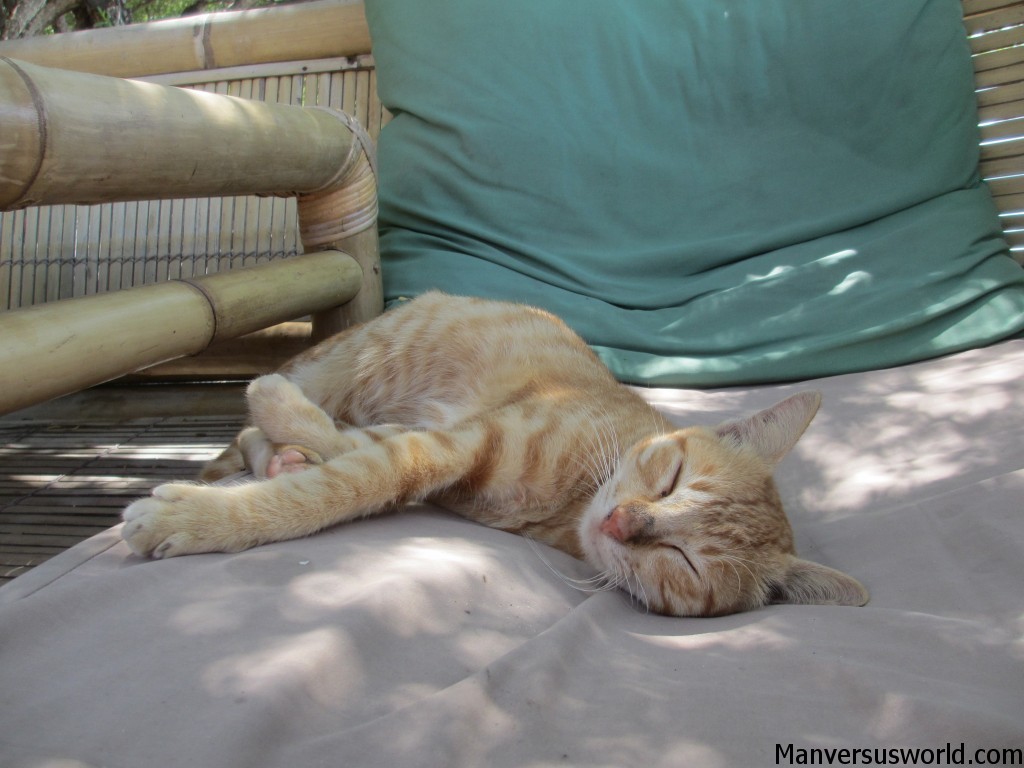 A cat lounges on the beach at Gili Trawangan, Indonesia
