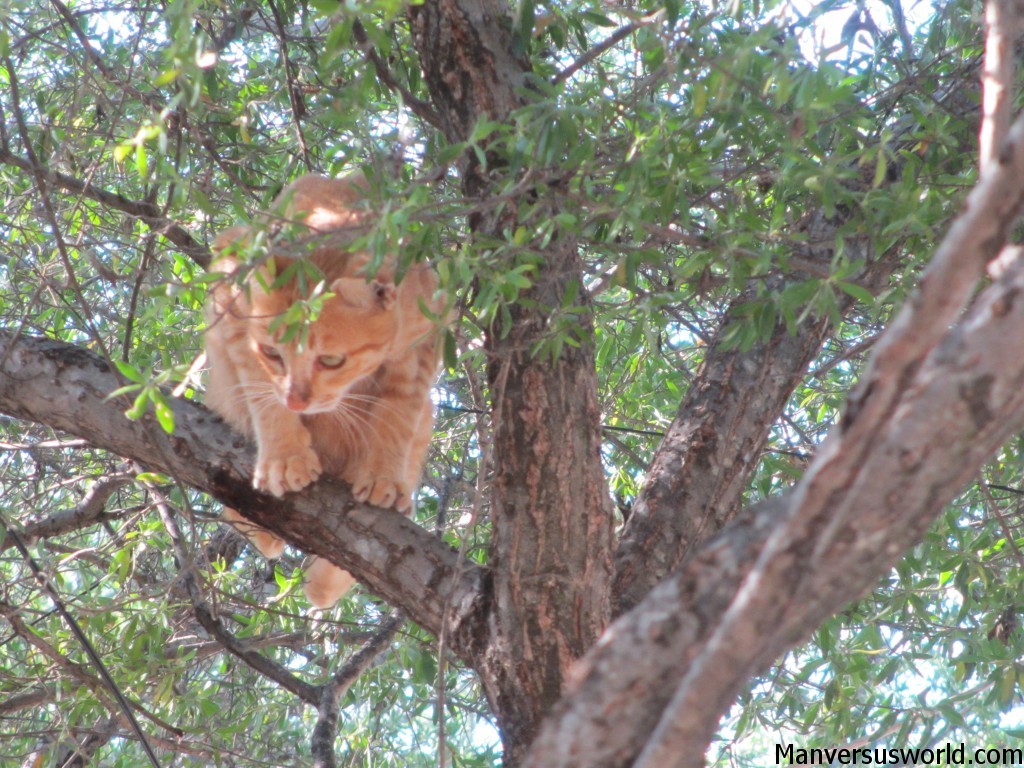 A cat up a tree in Gili Trawangan, Indonesia