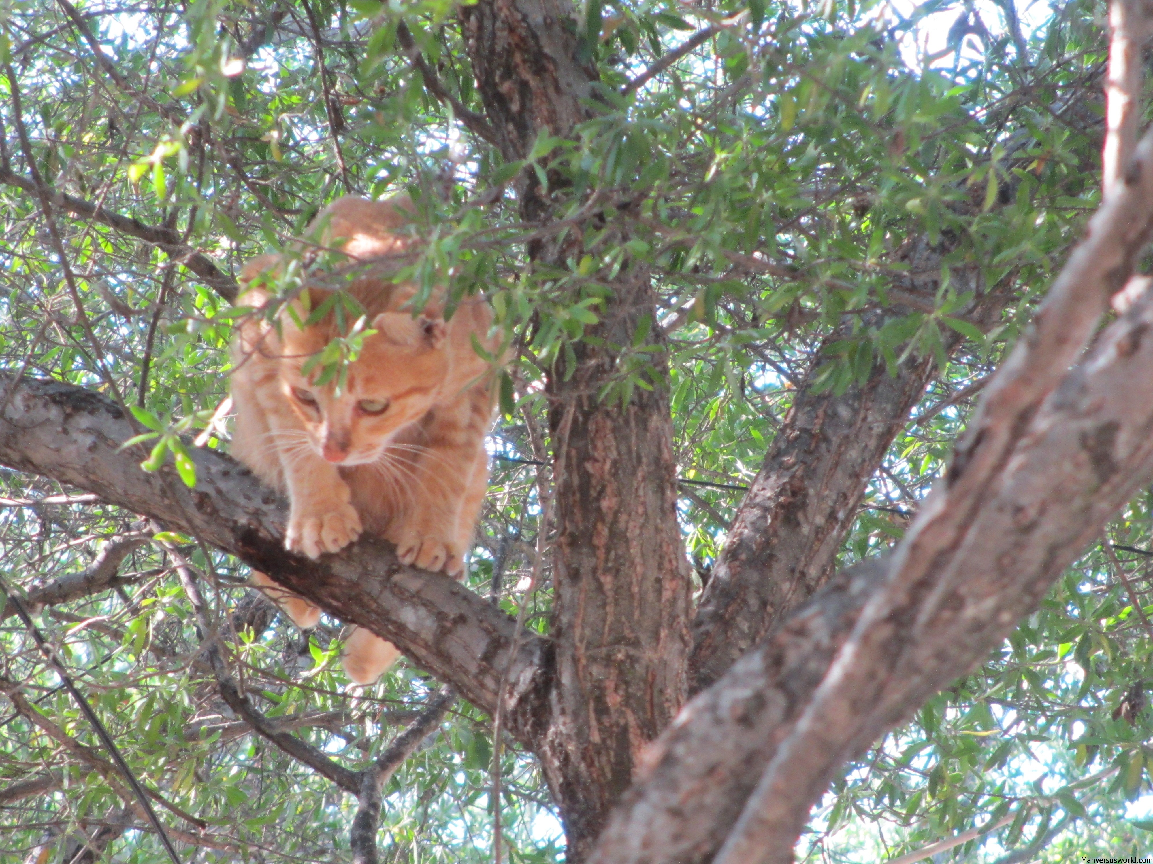 A cat up a tree in Gili Trawangan, Indonesia