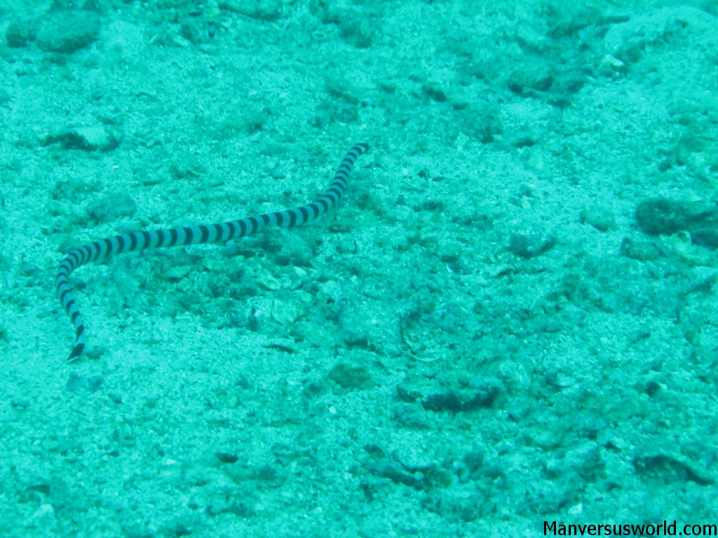 A banded sea krait lurks in the water, waiting for iits prey