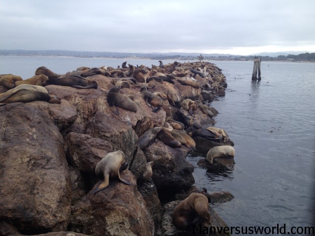 Sea lions in Monterey