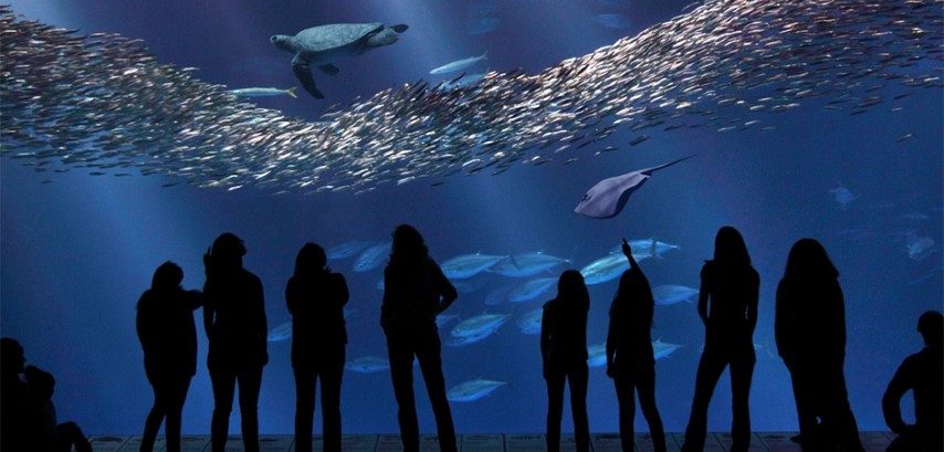 The open sea exhibit at the Monterey Bay Aquarium