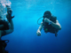 Under The Sea: Gear Every Scuba Diver Needs!