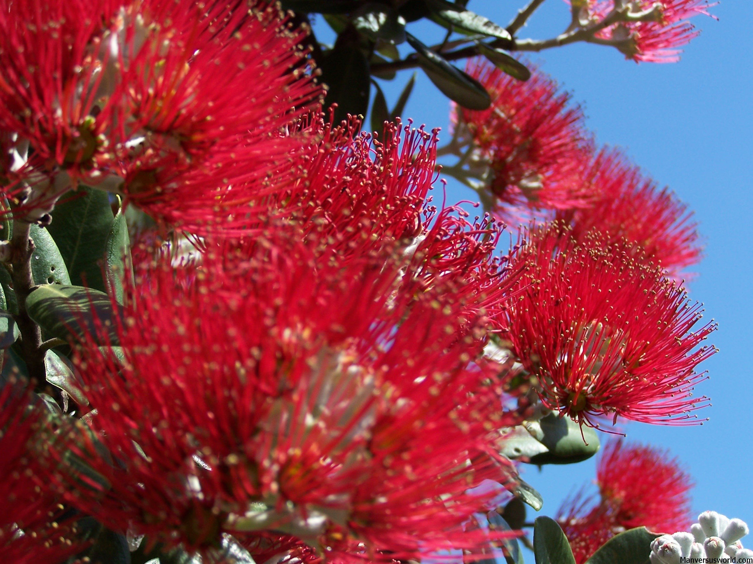 Pohutukawa - the New Zealand Christmas tree