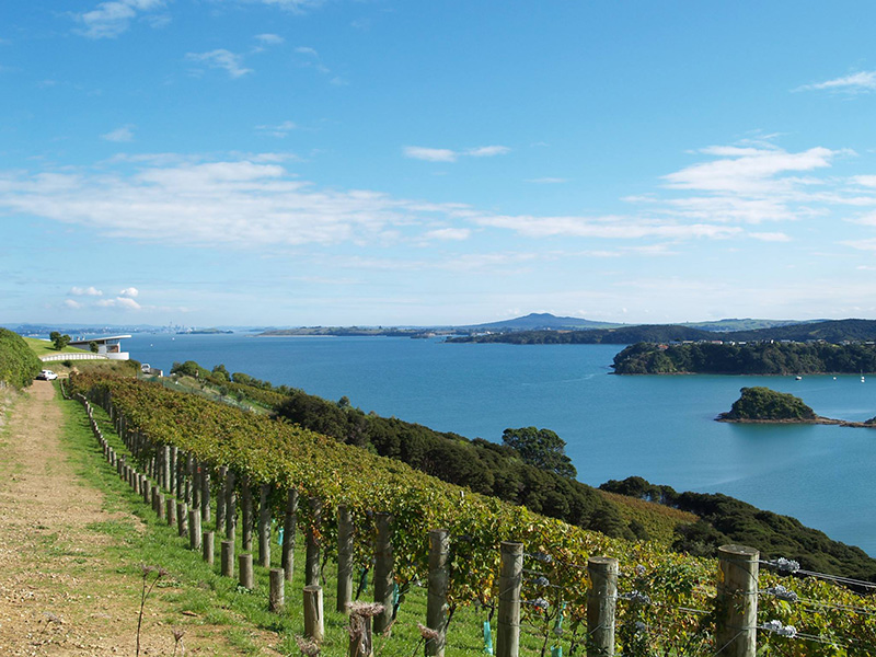 The best vineyards on Waiheke Island