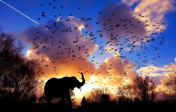 Things To Do Before Visiting Africa